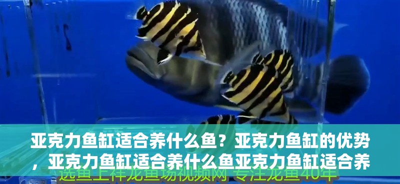 亞克力魚缸適合養(yǎng)什么魚？亞克力魚缸的優(yōu)勢，亞克力魚缸適合養(yǎng)什么魚亞克力魚缸適合養(yǎng)什么魚