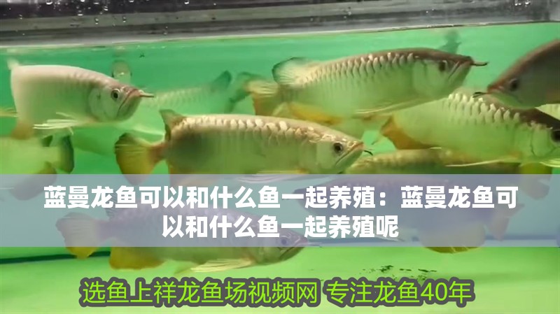 藍曼龍魚可以和什么魚一起養殖：藍曼龍魚可以和什么魚一起養殖呢