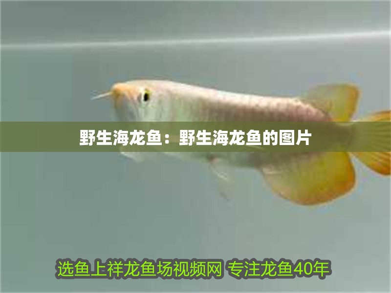 野生海龍魚:野生海龍魚的圖片 水族問答 野生海龍魚:野生海龍魚的圖片 野生海龍魚:野生海龍魚的圖片 水族問答