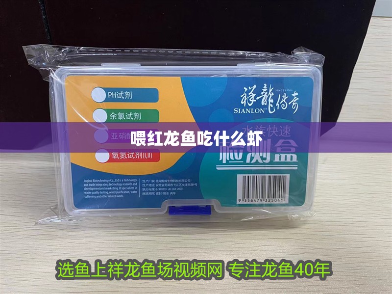喂紅龍魚吃什么蝦