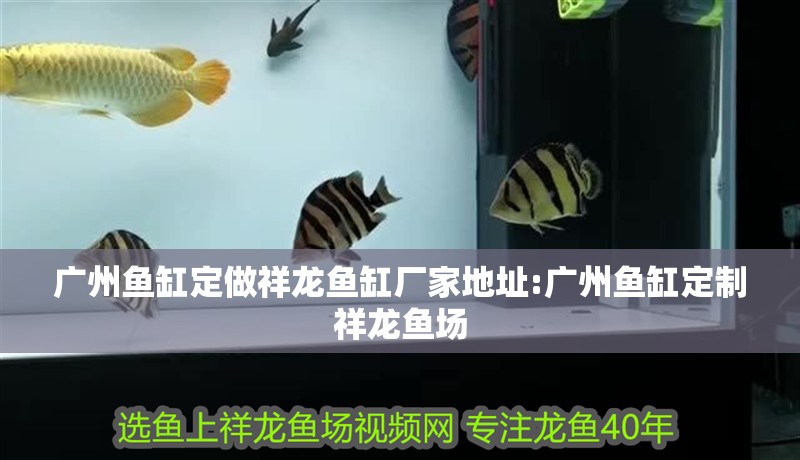 我的虎魚真菌感染了要怎么處理 廣州魚缸定做祥龍魚缸廠家地址:廣州魚缸定制祥龍魚場 vs祥龍魚場 廣州魚缸定做祥龍魚缸廠家地址:廣州魚缸定制祥龍魚場 廣州魚缸定做祥龍魚缸廠家地址:廣州魚缸定制祥龍魚場 vs祥龍魚場