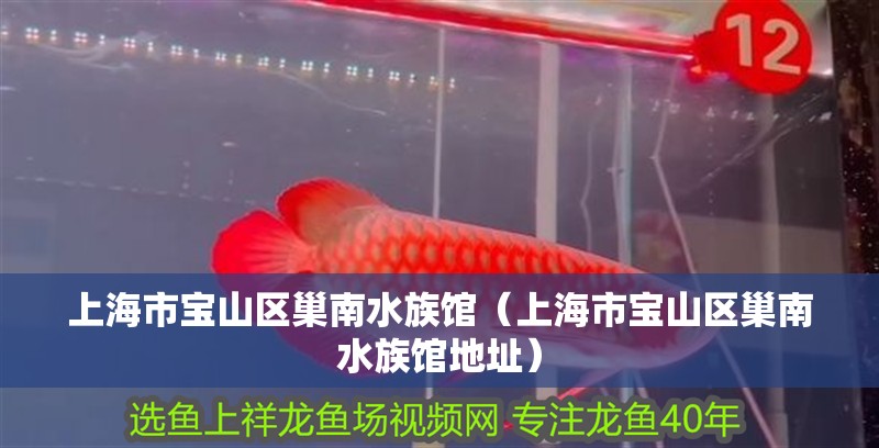 上海市寶山區(qū)巢南水族館(上海市寶山區(qū)巢南水族館地址) 全國水族館企業(yè)名錄 第2張 上海市寶山區(qū)巢南水族館(上海市寶山區(qū)巢南水族館地址) 上海市寶山區(qū)巢南水族館(上海市寶山區(qū)巢南水族館地址) 全國水族館企業(yè)名錄 第2張