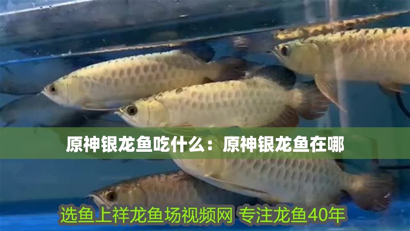 原神銀龍魚吃什么：原神銀龍魚在哪