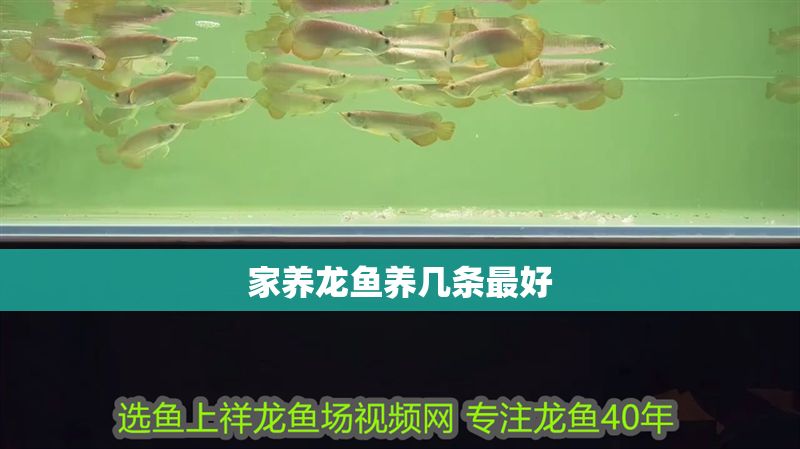 家養(yǎng)龍魚(yú)養(yǎng)幾條最好