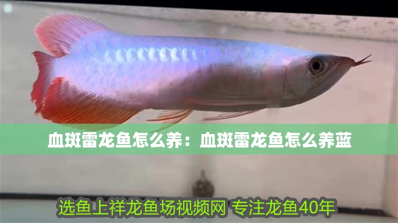 血斑雷龍魚怎么養(yǎng)：血斑雷龍魚怎么養(yǎng)藍