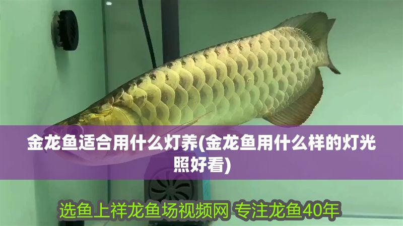 金龍魚適合用什么燈養(金龍魚用什么樣的燈光照好看)