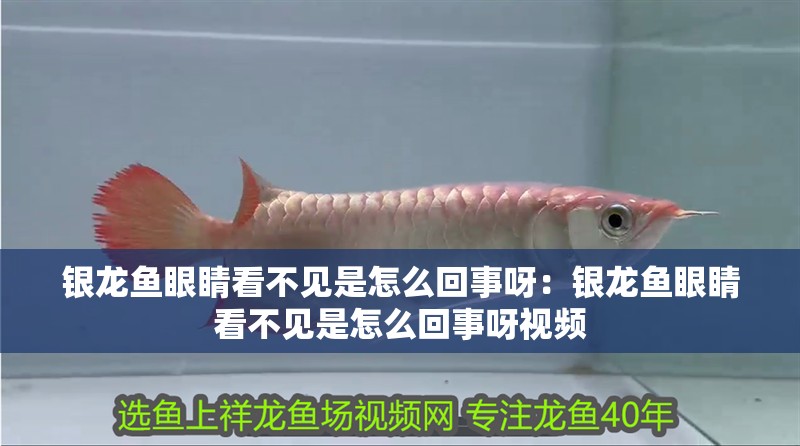 銀龍魚眼睛看不見是怎么回事呀：銀龍魚眼睛看不見是怎么回事呀視頻