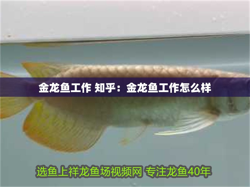 金龍魚工作 知乎：金龍魚工作怎么樣