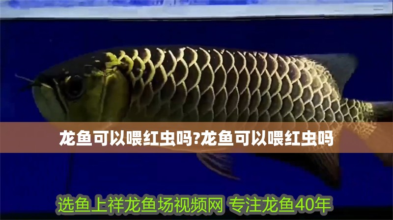 龍魚可以喂紅蟲嗎?龍魚可以喂紅蟲嗎 水族問答 龍魚可以喂紅蟲嗎?龍魚可以喂紅蟲嗎 龍魚可以喂紅蟲嗎?龍魚可以喂紅蟲嗎 水族問答