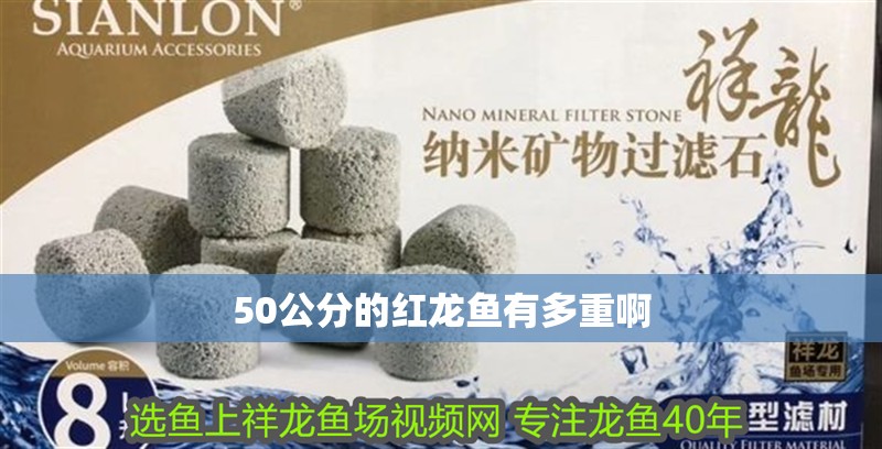 50公分的紅龍魚有多重啊