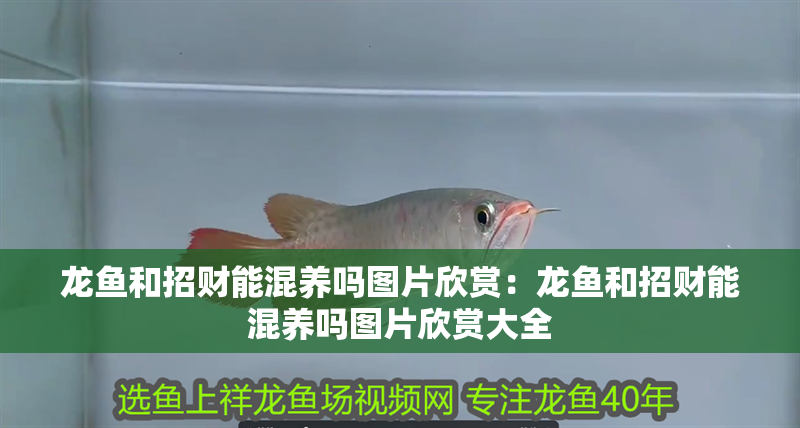 龍魚和招財能混養嗎圖片欣賞：龍魚和招財能混養嗎圖片欣賞大全
