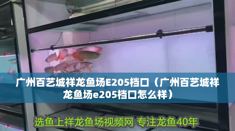 廣州百藝城祥龍魚場E205檔口（廣州百藝城祥龍魚場e205檔口怎么樣）