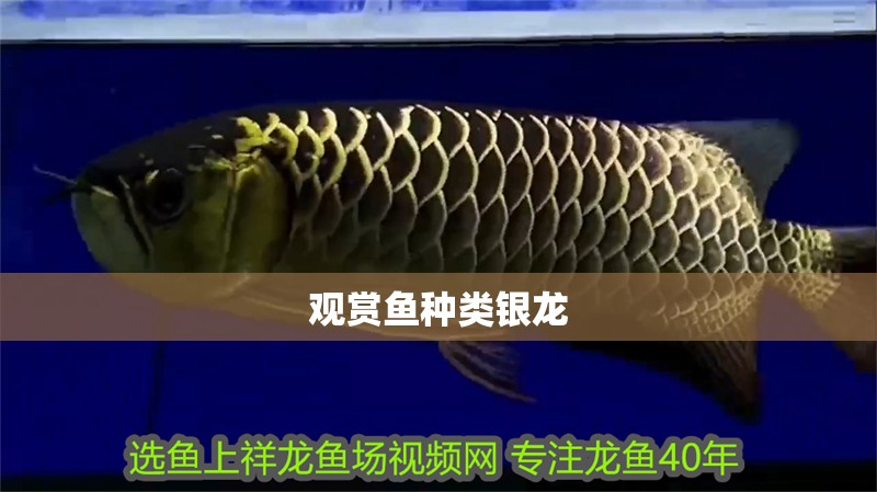 觀賞魚種類銀龍