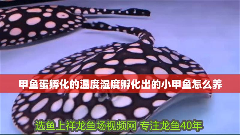 甲魚蛋孵化的溫度濕度孵化出的小甲魚怎么養