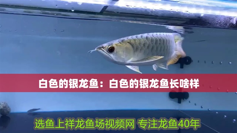 白色的銀龍魚:白色的銀龍魚長啥樣 水族問答 白色的銀龍魚:白色的銀龍魚長啥樣 白色的銀龍魚:白色的銀龍魚長啥樣 水族問答