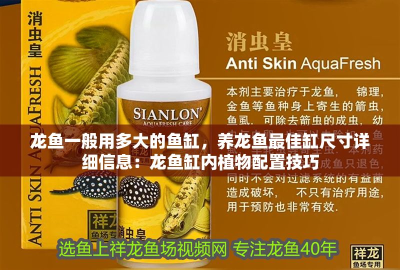 龍魚一般用多大的魚缸，養(yǎng)龍魚最佳缸尺寸詳細信息：龍魚缸內(nèi)植物配置技巧
