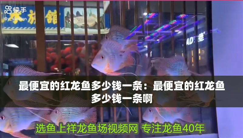 最便宜的紅龍魚多少錢一條：最便宜的紅龍魚多少錢一條啊