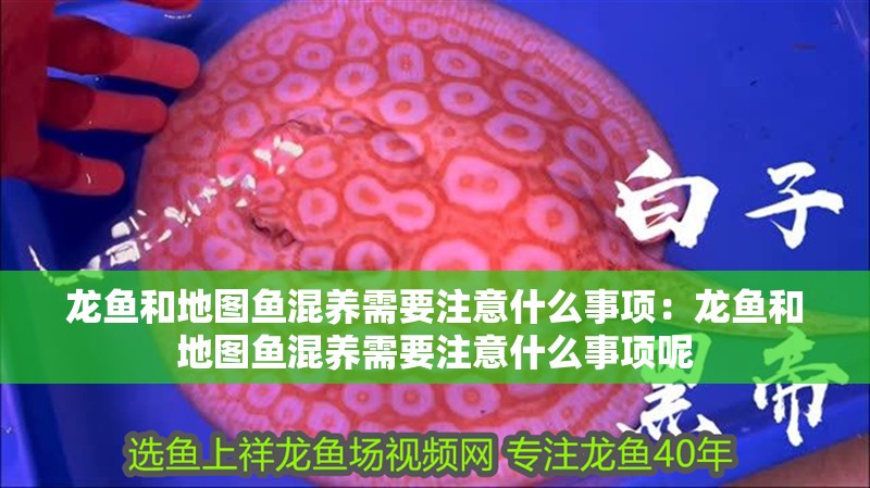 龍魚和地圖魚混養需要注意什么事項：龍魚和地圖魚混養需要注意什么事項呢