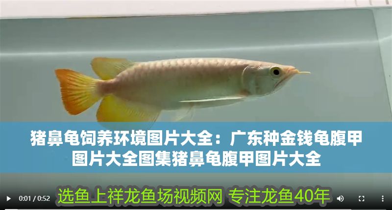 豬鼻龜飼養環境圖片大全：廣東種金錢龜腹甲圖片大全圖集豬鼻龜腹甲圖片大全