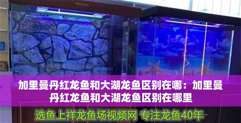 加里曼丹紅龍魚和大湖龍魚區別在哪：加里曼丹紅龍魚和大湖龍魚區別在哪里