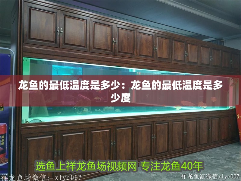 龍魚的最低溫度是多少:龍魚的最低溫度是多少度 水族問答 龍魚的最低溫度是多少:龍魚的最低溫度是多少度 龍魚的最低溫度是多少:龍魚的最低溫度是多少度 水族問答