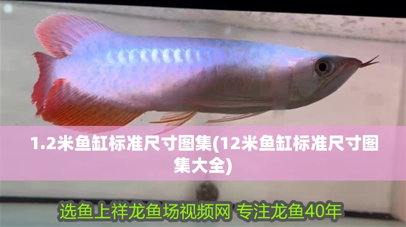 1.2米魚缸標準尺寸圖集(12米魚缸標準尺寸圖集大全)