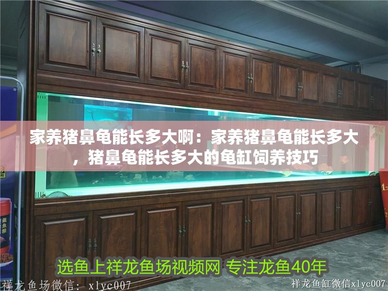 家養豬鼻龜能長多大啊：家養豬鼻龜能長多大，豬鼻龜能長多大的龜缸飼養技巧