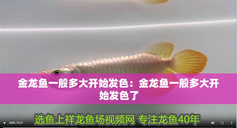 金龍魚一般多大開始發色：金龍魚一般多大開始發色了