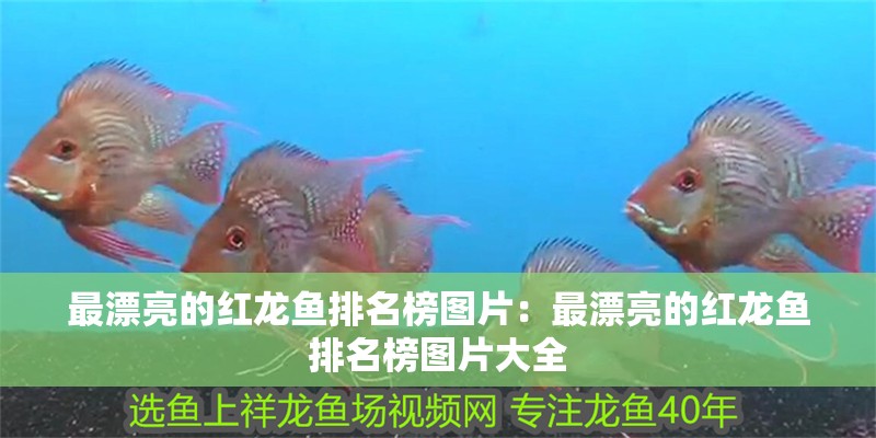 最漂亮的紅龍魚排名榜圖片：最漂亮的紅龍魚排名榜圖片大全