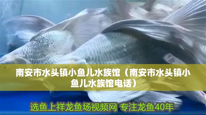 南安市水頭鎮小魚兒水族館（南安市水頭鎮小魚兒水族館電話）