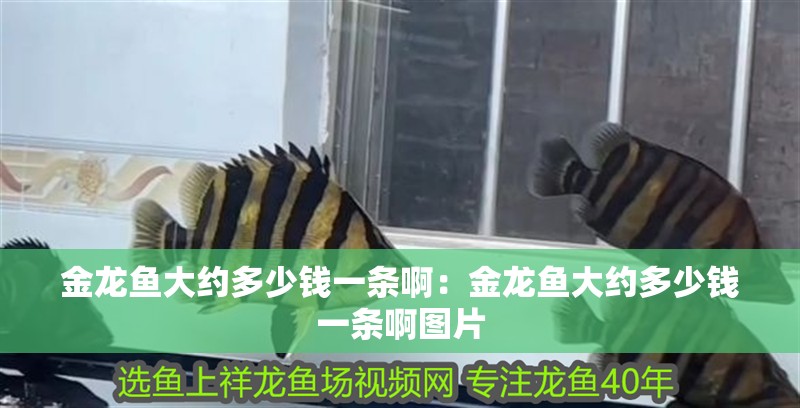 金龍魚大約多少錢一條啊：金龍魚大約多少錢一條啊圖片