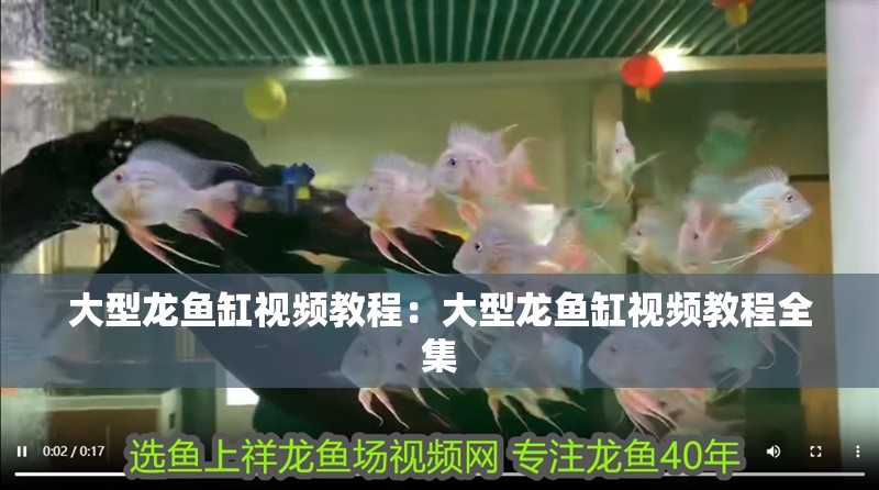 大型龍魚缸視頻教程：大型龍魚缸視頻教程全集