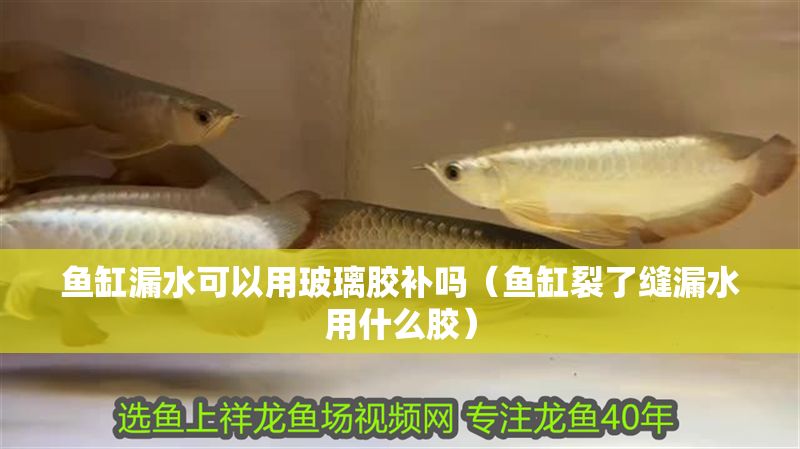 魚缸漏水可以用玻璃膠補嗎（魚缸裂了縫漏水用什么膠）