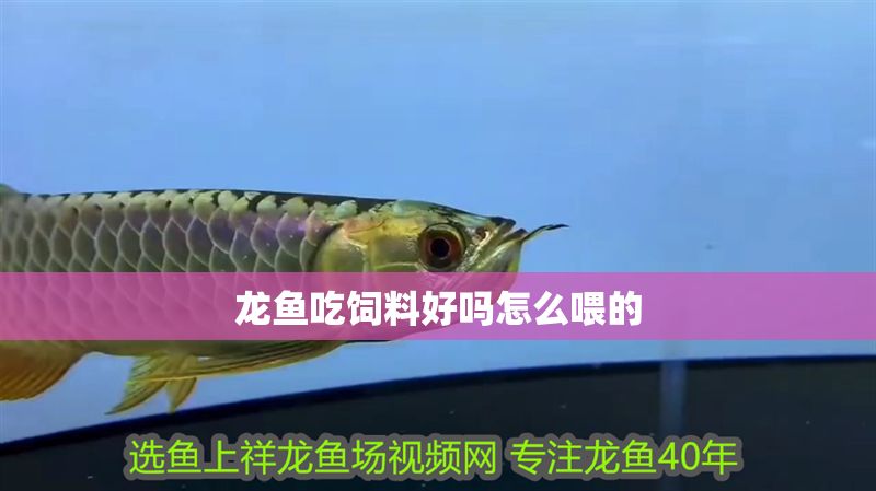 龍魚吃飼料好嗎怎么喂的