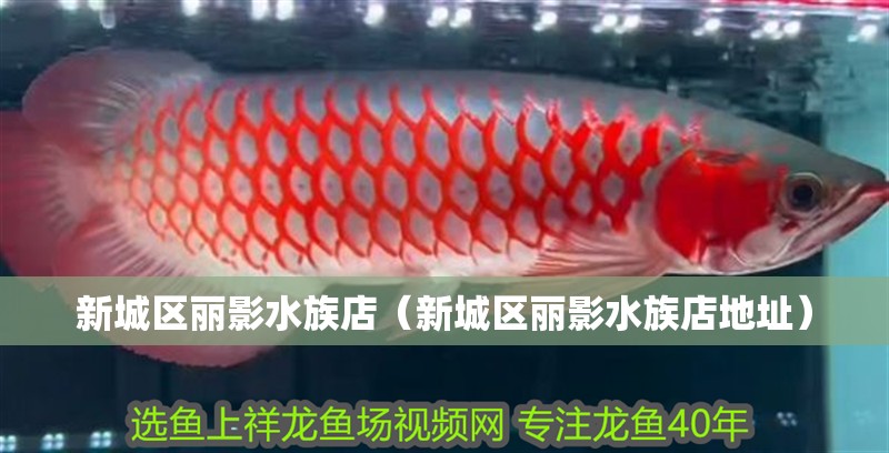 新城區(qū)麗影水族店（新城區(qū)麗影水族店地址）