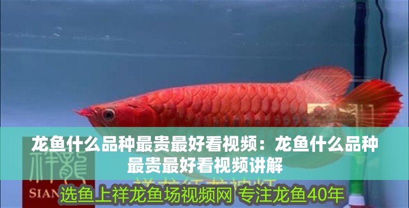 龍魚什么品種最貴最好看視頻：龍魚什么品種最貴最好看視頻講解