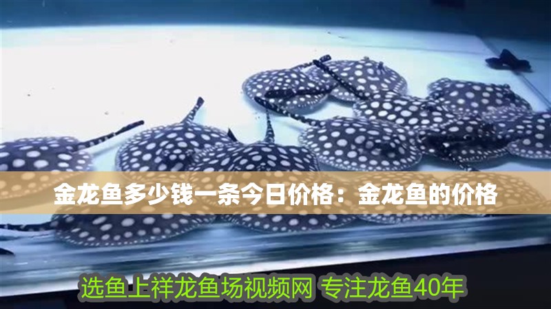 金龍魚多少錢一條今日價格：金龍魚的價格