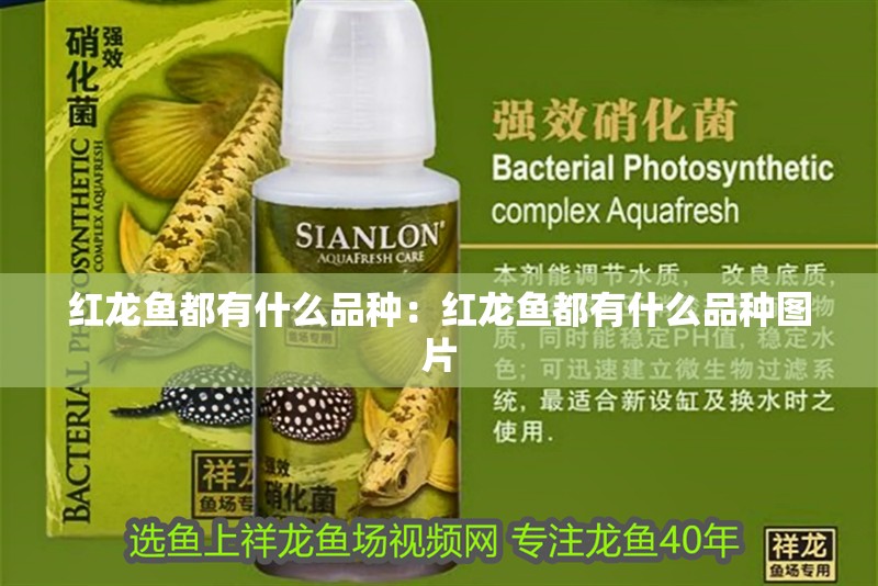 紅龍魚都有什么品種：紅龍魚都有什么品種圖片