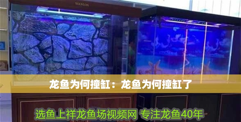 龍魚為何撞缸：龍魚為何撞缸了