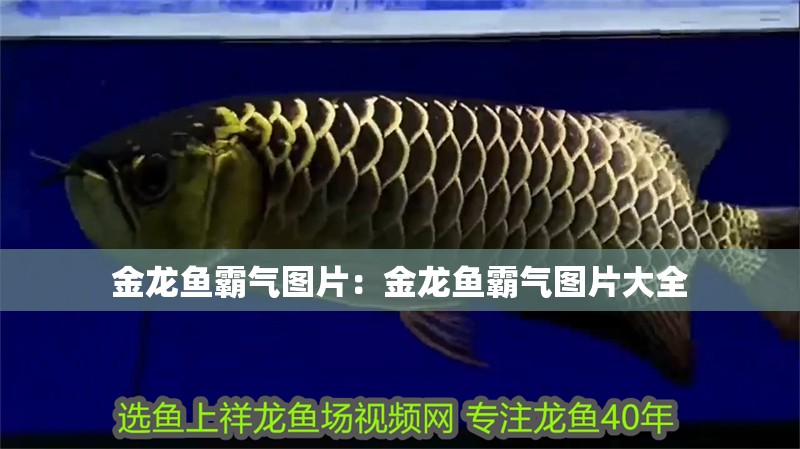 金龍魚霸氣圖片：金龍魚霸氣圖片大全