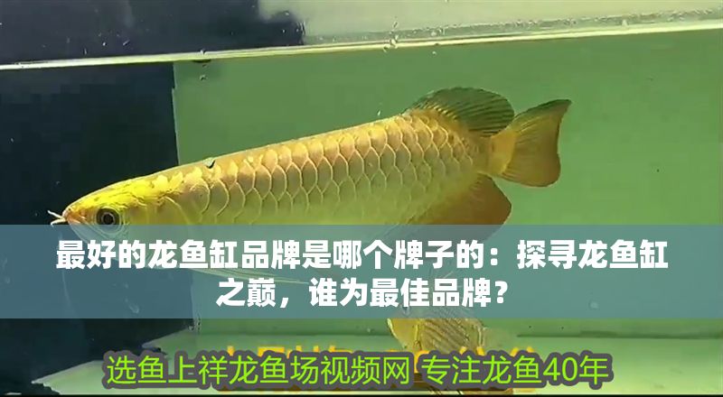 最好的龍魚缸品牌是哪個牌子的：探尋龍魚缸之巔，誰為最佳品牌？