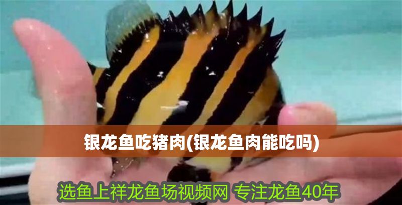 銀龍魚吃豬肉(銀龍魚肉能吃嗎)