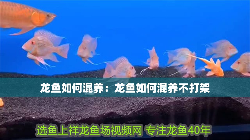 龍魚如何混養：龍魚如何混養不打架