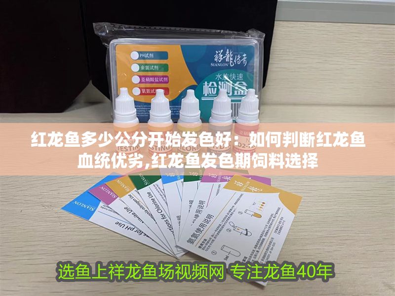 紅龍魚多少公分開始發色好:如何判斷紅龍魚血統優劣,紅龍魚發色期飼料選擇 紅龍魚百科 第1張 紅龍魚多少公分開始發色好:如何判斷紅龍魚血統優劣,紅龍魚發色期飼料選擇 紅龍魚多少公分開始發色好:如何判斷紅龍魚血統優劣,紅龍魚發色期飼料選擇 紅龍魚百科 第1張