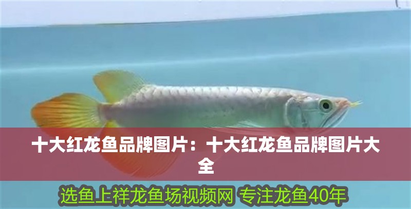 十大紅龍魚品牌圖片：十大紅龍魚品牌圖片大全