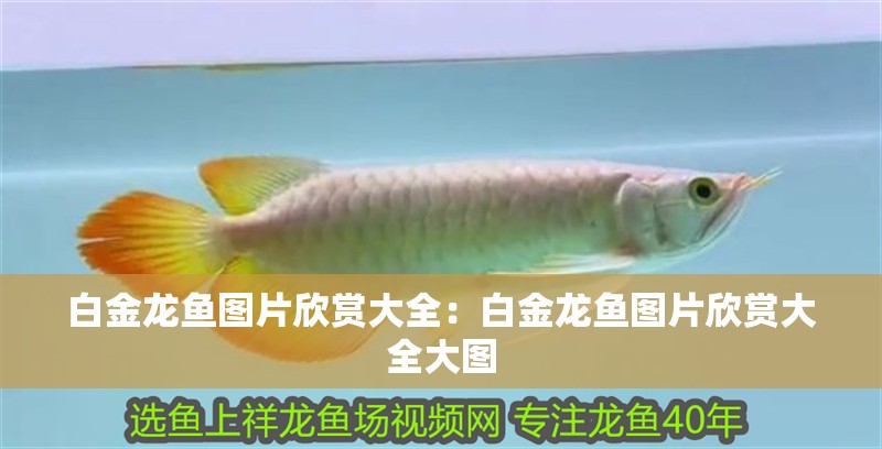 白金龍魚圖片欣賞大全：白金龍魚圖片欣賞大全大圖