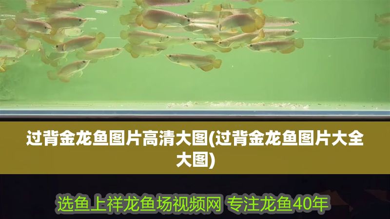 過背金龍魚圖片高清大圖(過背金龍魚圖片大全大圖) 過背金龍魚圖片高清大圖(過背金龍魚圖片大全大圖) 金龍魚百科 第1張