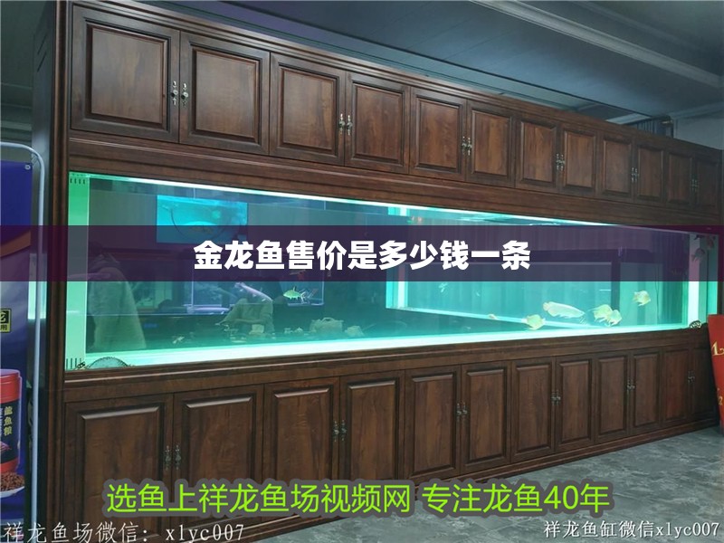 金龍魚售價是多少錢一條