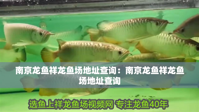 南京龍魚祥龍魚場地址查詢：南京龍魚祥龍魚場地址查詢