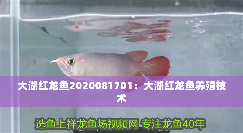 大湖紅龍魚2020081701：大湖紅龍魚養殖技術